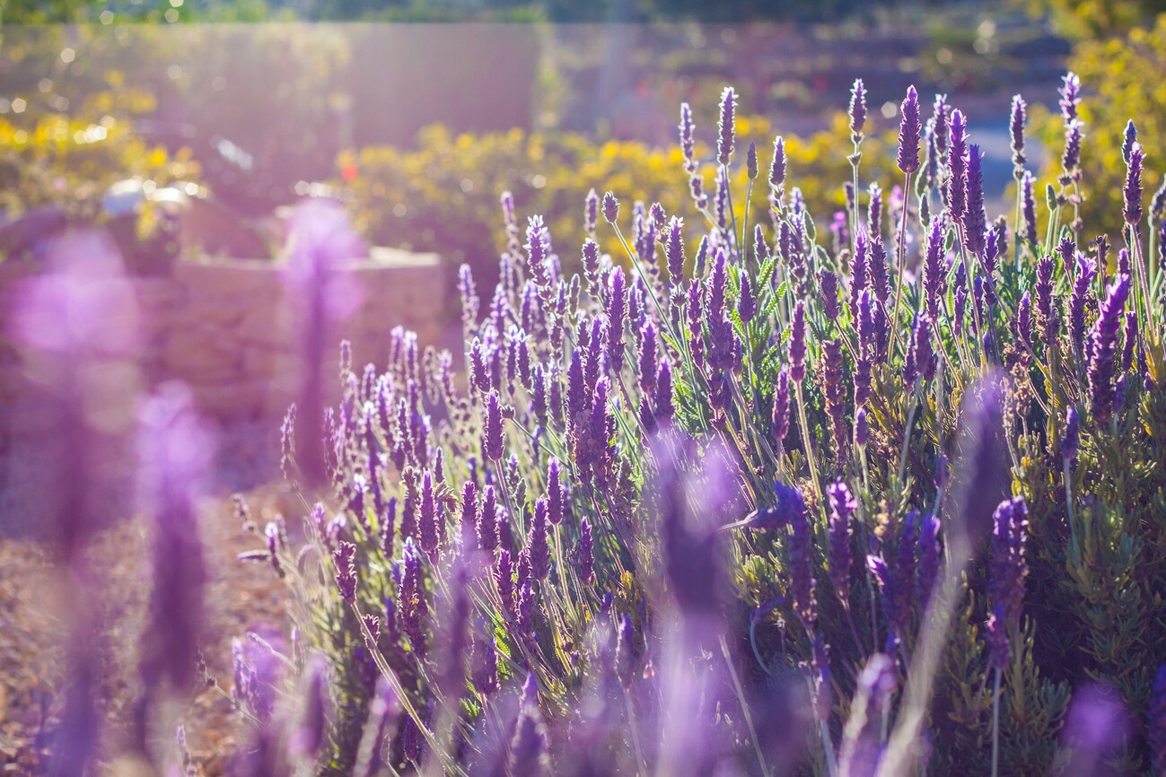 Finca benissa dar0028