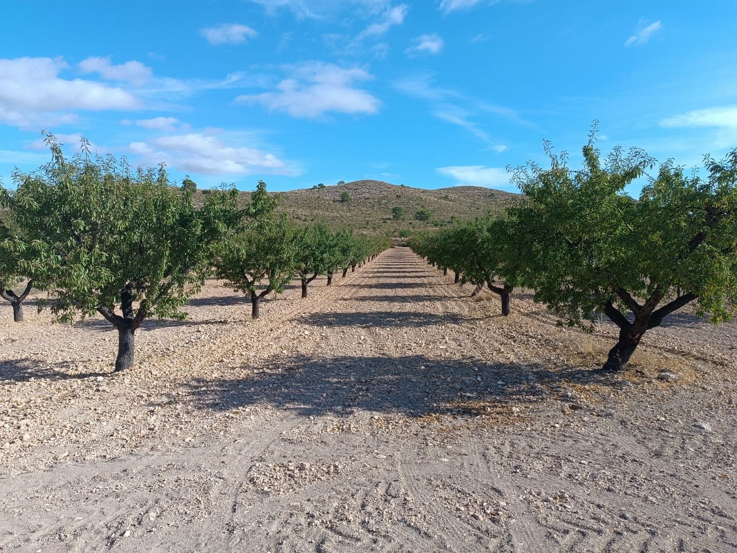 O 1j77d246g1h8e1mj5pgp1d5o1qus1h